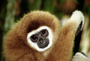 sumatra - white faced gibbon.jpg